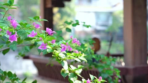 Warm Spring Light Filtering Through Green Foliage in Peaceful Woodland Stock Footage 341909047