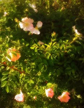 Warm spring light on the petals of wild roses in the home garden Stock Photos