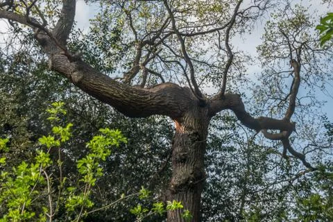 The warm spring sunlight shines through old trees, creating beautiful pattern Foto stock