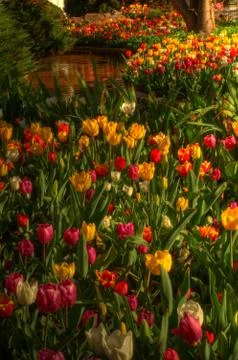 Warm Spring Tulips Stock Photos
