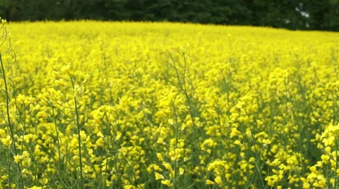 Warm spring's wind blowing through the yellow rapeseed field Stock Footage 63357539