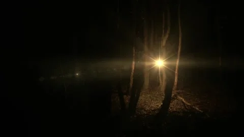 Warm Star Flying Through Forest Woods at Night in the Dark Video stock 143194199