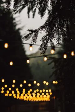 Warm string lights glow invitingly against bokeh background of a dark, evergreen Stock Photos