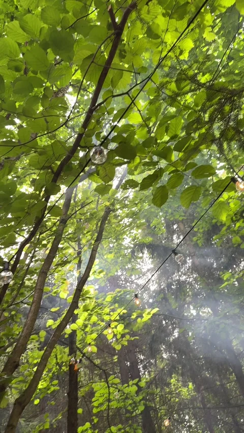 Warm string lights hanging among green trees in woodland garden Video stock 342648471