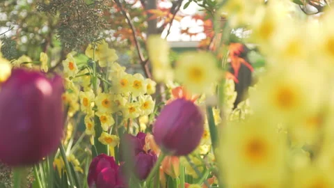 Warm summer and spring flowers Stock Footage 142152896