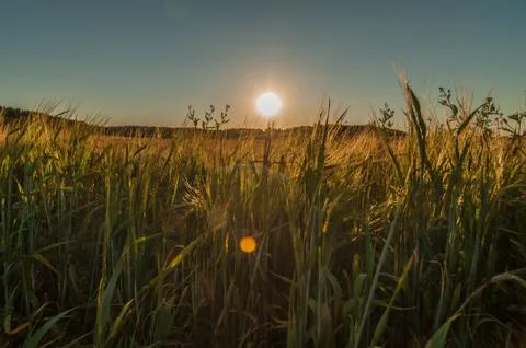 Warm summer August evening. Magic sunset over an agricultural field Stock Photos