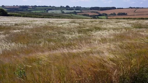 Warm summer breeze moving crops Stock Footage 78216368