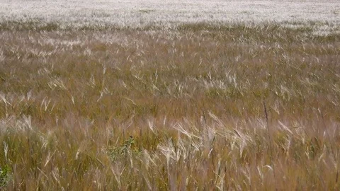 Warm summer breeze moving crops Stock Footage 78216434