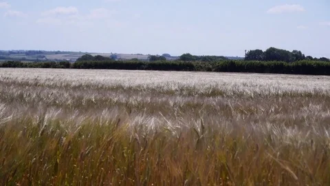 Warm summer breeze moving crops Stock Footage 78216441