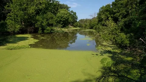 Warm Summer Day at the I &amp; M Canal In Illinois Surrounded by Lush Foliage Stock Footage 77656944