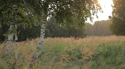 Warm summer evening in the forest 60 seconds Stock Footage 46950280