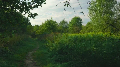 Warm summer evening in the forest Stock Footage 138930200