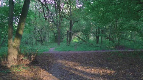 Warm summer evening in the forest Video stock 138931930