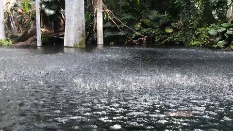 Warm Summer Rain drops in tropical forest Stock Footage 100123002