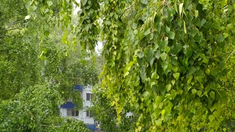 A warm summer rain is flowing. Stock Footage 135586305