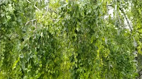 Warm summer rain Stock Footage 135586611