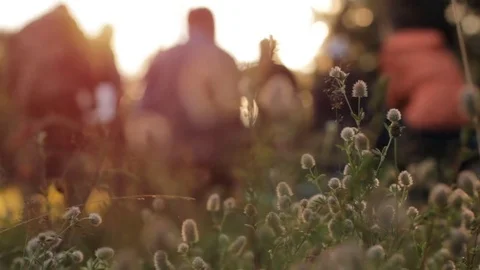 Warm summer sun light shining through wild grass field. Close up of grass field Stock Footage 84308689