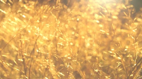 Warm summer sun light shining through wild grass field. Stock Footage 91159751