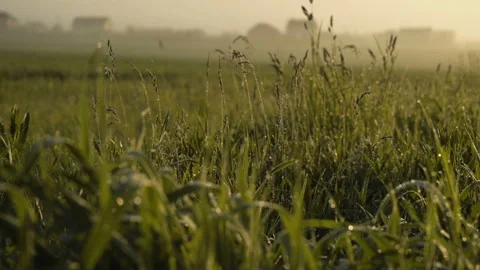 Warm summer sun light shining through wild grass field. Close up of grass field Stock-Footage 112436528