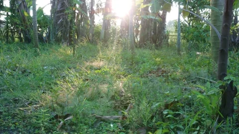 Warm Summer Sun Light Shining Through Wild Green Grass Field Video stock 208937955
