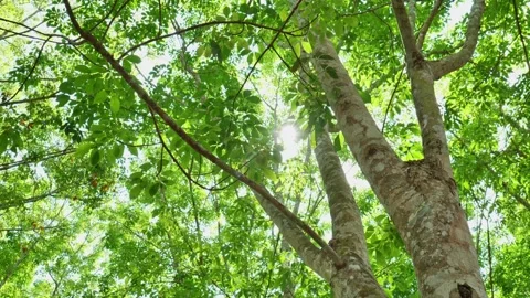Warm summer sunlight filtering through vibrant green tree leaves creates a refre Vídeos de archivo 336565743