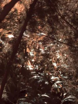 Warm Sun Filtering Through Soft Needle Foliage Fotos de archivo