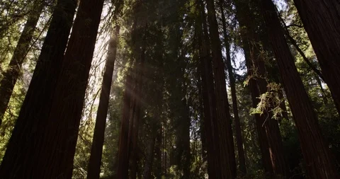 Warm sun-rays lit the trees at Muir Woods National Monument, Shot with the RED 库存影片 103448186