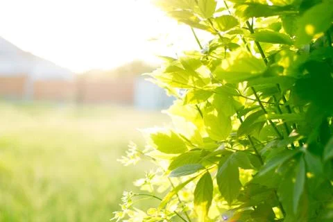 The warm sun rays. Stock-Fotos
