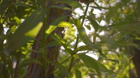 Warm sun rays shine through green leaves and tree branches in spring forest  Vidéo 125753136