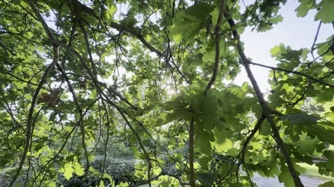 Warm sun shining through oak tree branches Vídeos de archivo 334760197
