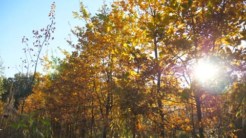 Warm sunbeams illuminates branches of small trees in autumn garden. Sunlight Stock-Footage 300250437
