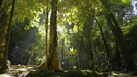 Warm sunbeams illuminating the trunks of the trees in tropical rain forest. Stock Footage 135966019