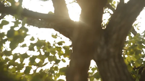 Warm sunlight and light leaks in the green leaves Stock Footage 35995584