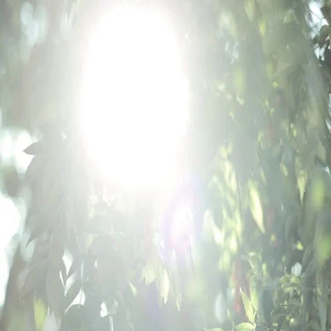 Warm sunlight and light leaks in the green leaves Stock Footage 69340382