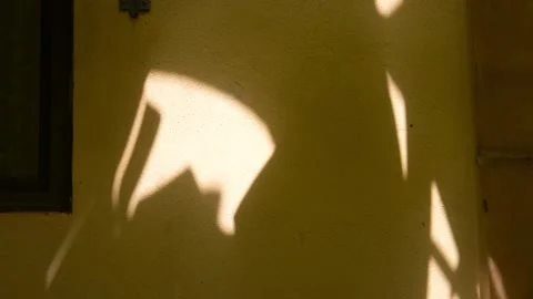 Warm sunlight and moving foliage cast shifting shadows across a textured wall Stock Footage 344487024