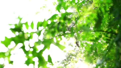 Warm Sunlight Between Tree Leaves 4K Closeup Stock Footage 341864712