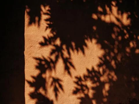 Warm sunlight casts delicate autumn leaves shadows across a textured wall Stock-Fotos