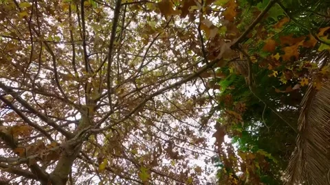 Warm Sunlight Filtering Through Autumn Leaves – Australia Stock Footage 310944559