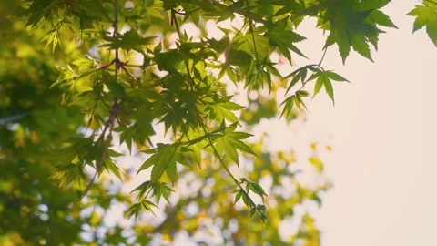 Warm Sunlight Filtering Through Maple Leaves in Early Summer Vídeos de archivo 341870231