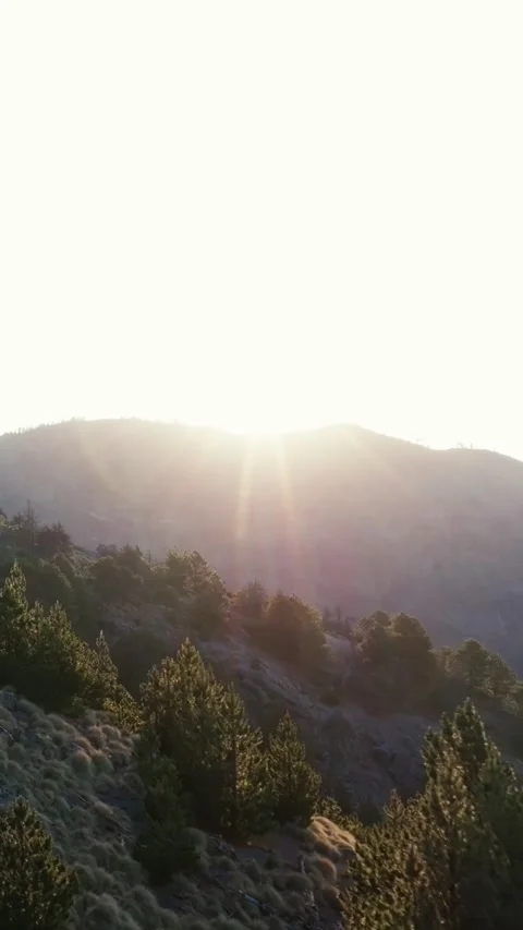 Warm sunlight filtering through pine trees on a misty mountain slope at dawn in Stock Footage 345510572