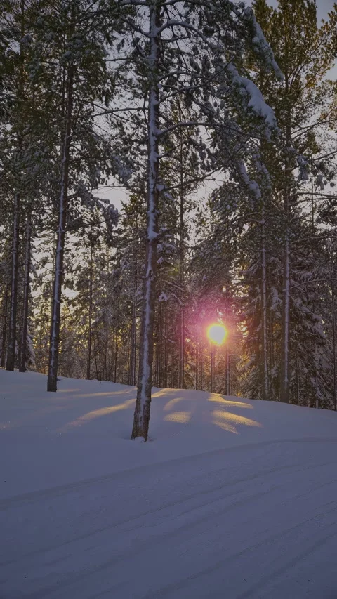 Warm sunlight filtering through snow covered pine forest, revealing tranqui.. Stock Footage 299012956