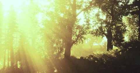 Warm sunlight filtering through trees in a tranquil forest setting Illustrazione stock