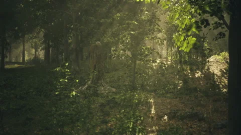Warm sunlight filters through dense woodland trees in Austria Stock Footage 341826605