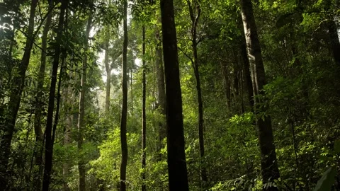 Warm sunlight filters through a dense tropical forest, illuminating tall tr.. Stock Footage 345021434