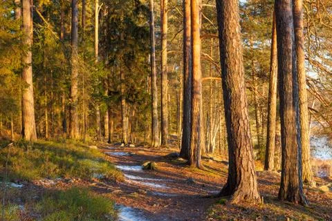 Warm sunlight in forest Foto stock