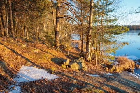 Warm sunlight in forest Stock Photos