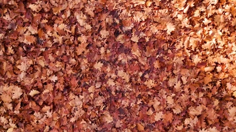 Warm Sunlight Illuminates Thick Layer Of Crunchy Orange Oak Leaves On Forest Stock Footage 328050584