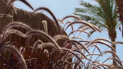 Warm Sunlight Illuminates Tranquil Scene. Gentle Wind Moves Feathery Tropical Vídeos de archivo 337940219