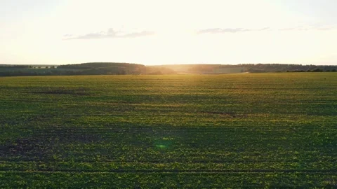 Warm sunlight illuminating green field at sunset Stock Footage 313554841