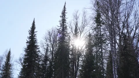 Warm sunlight pierces dense forest creating dreamy beams Stockbeeldmateriaal 322042052